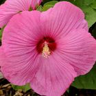 Hibiskusblüte