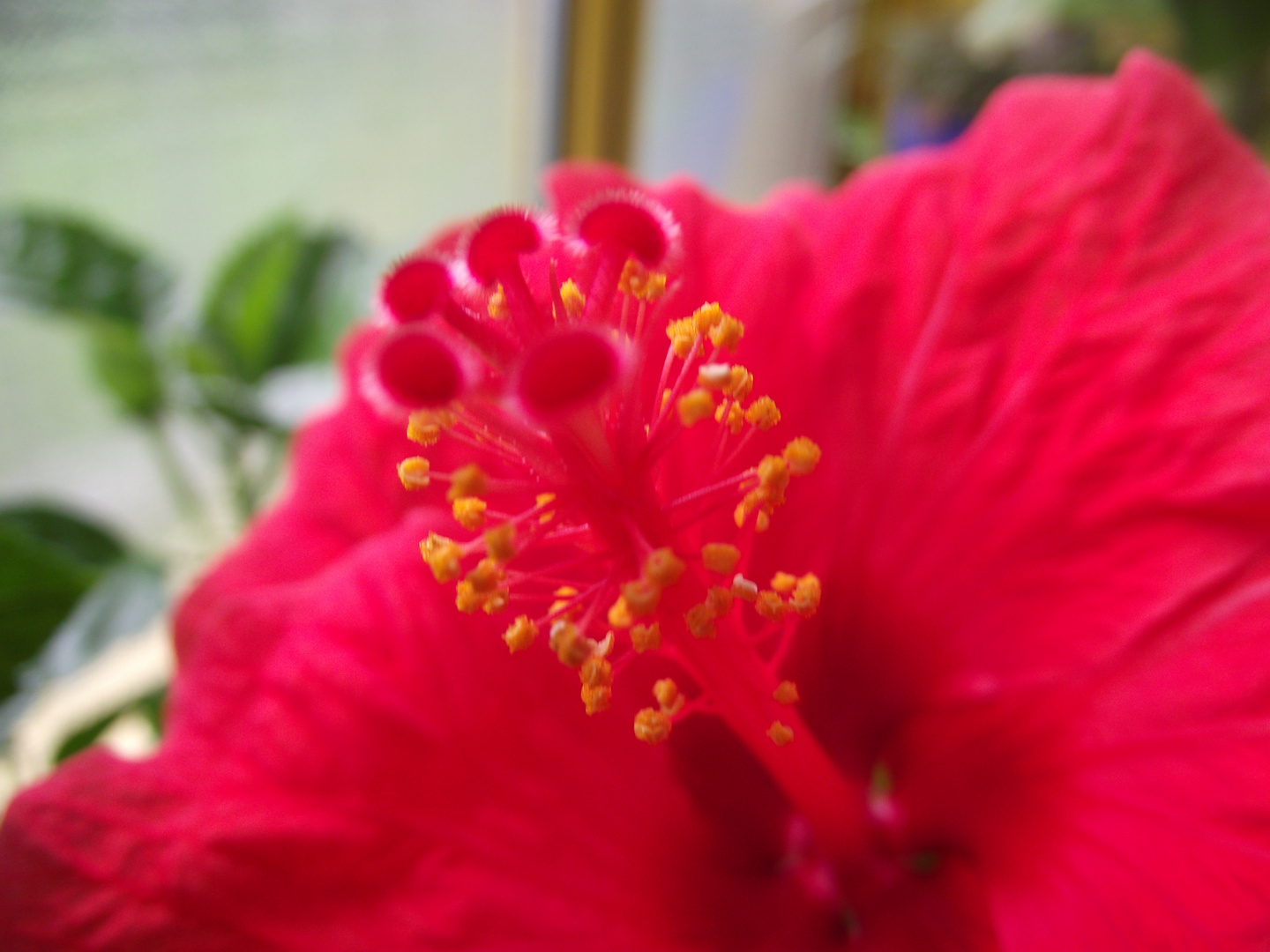 Hibiskusblüte