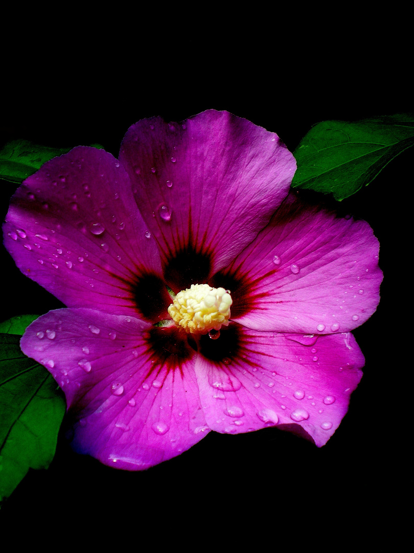 Hibiskusblüte