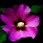 Hibiskusblüte