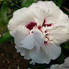 Hibiskusblüte