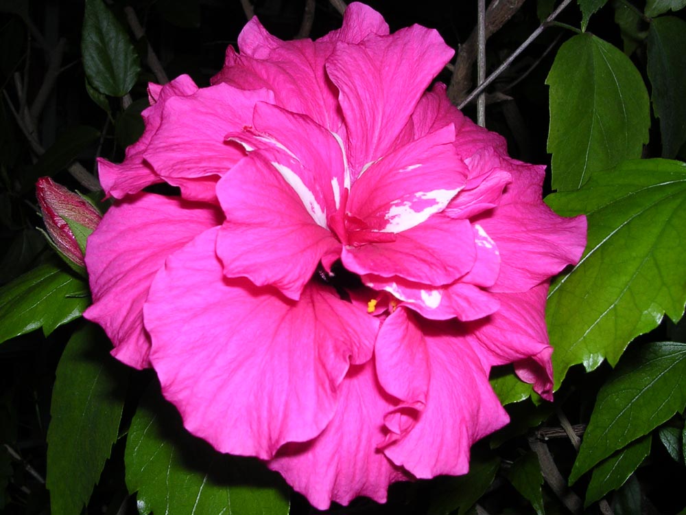 Hibiskusblüte