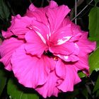 Hibiskusblüte