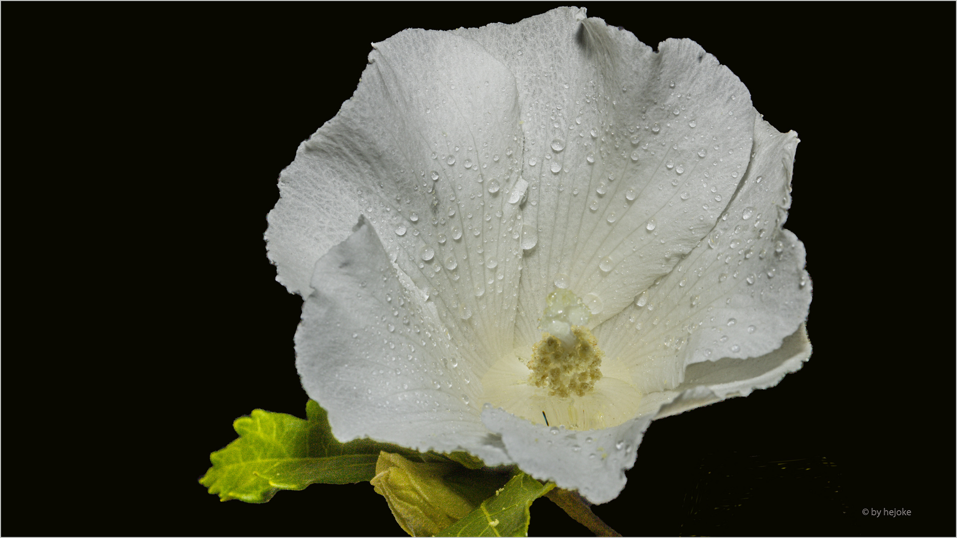 Hibiskusblüte 4