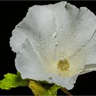 Hibiskusblüte 4