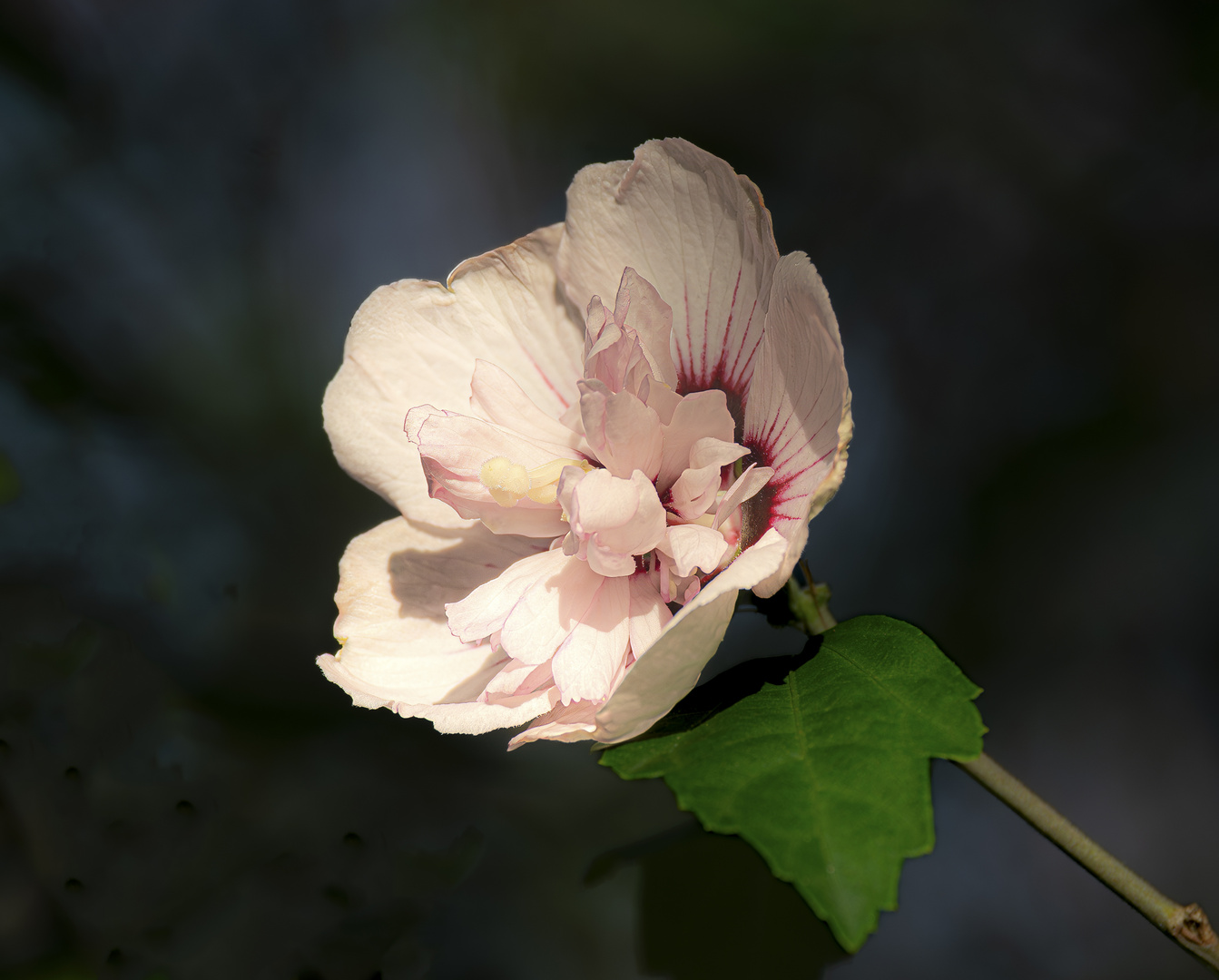 Hibiskusblüte