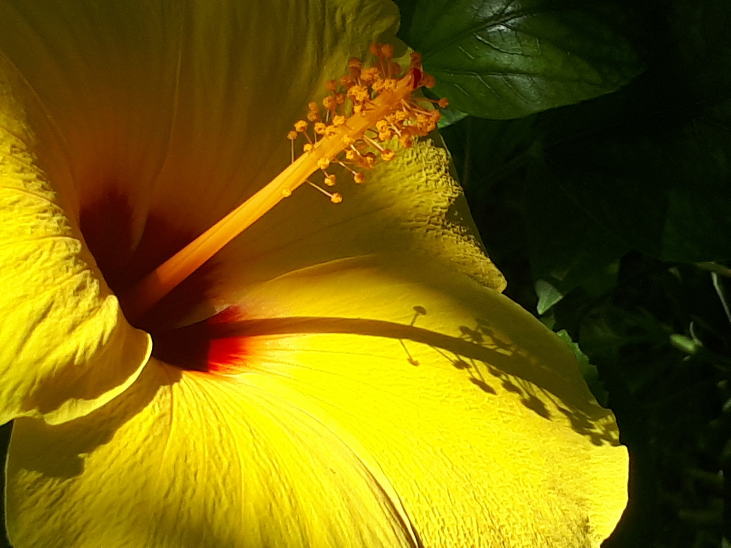 Hibiskus_Blüte