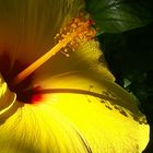 Hibiskus_Blüte