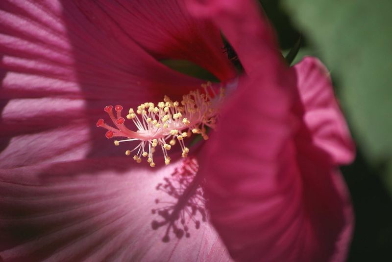 Hibiskusblüte