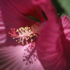 Hibiskusblüte