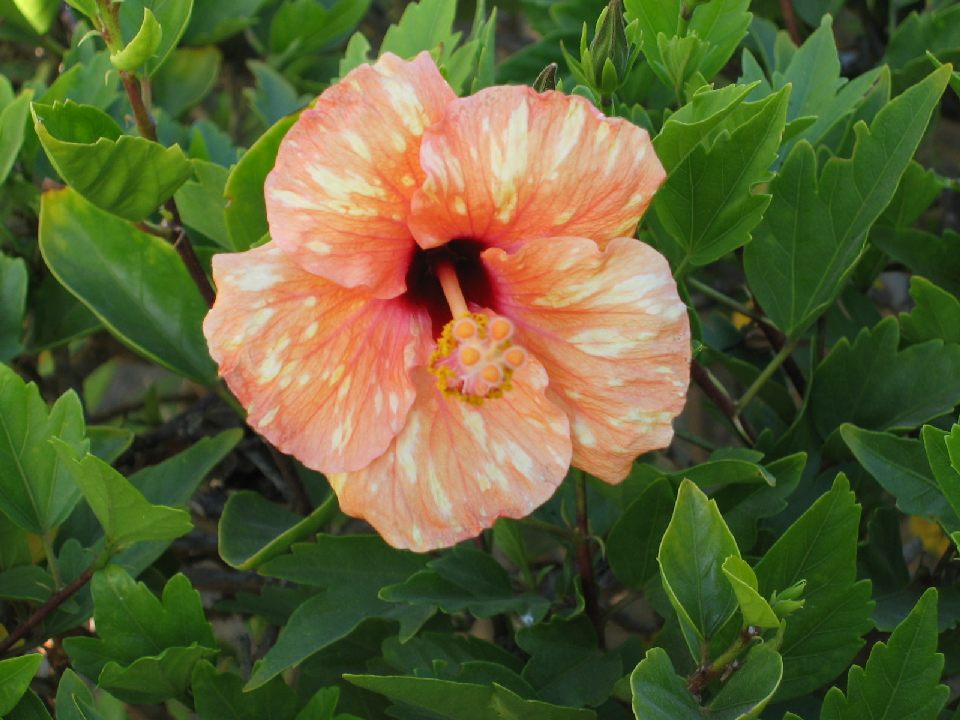 Hibiskusblüte