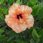 Hibiskusblüte