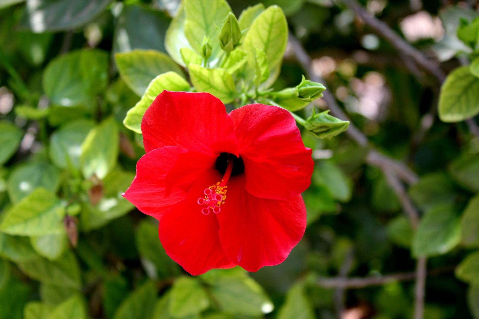 Hibiskusblüte