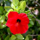 Hibiskusblüte