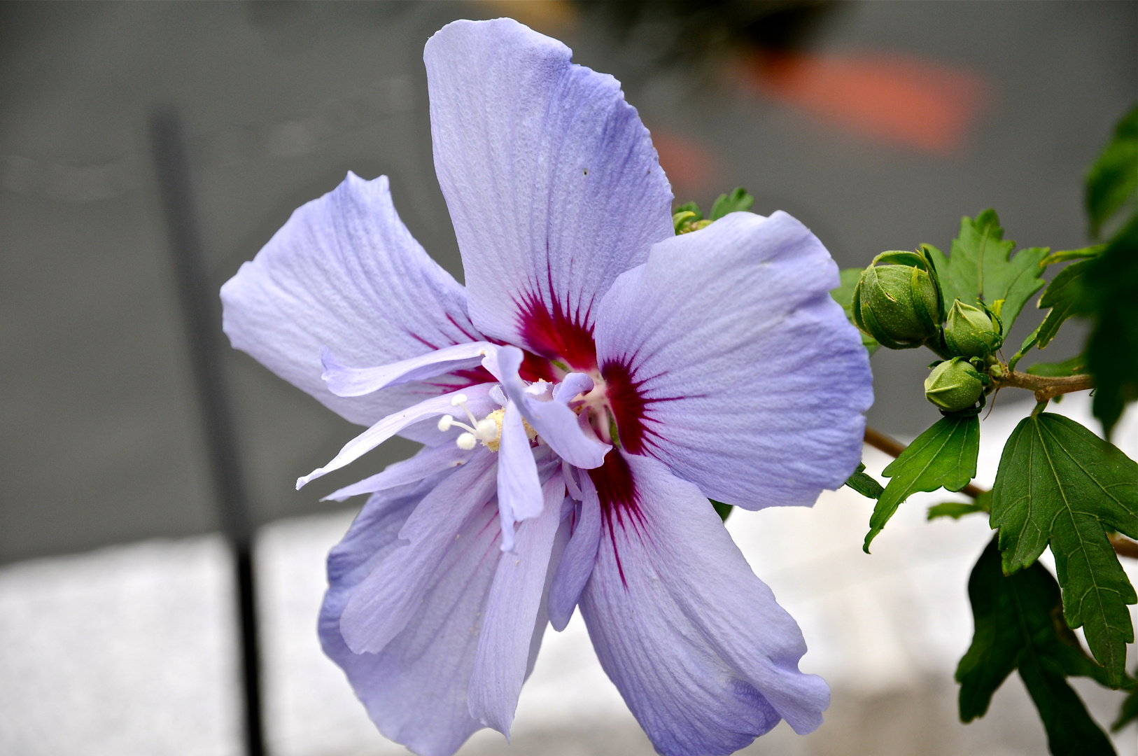 Hibiskusblüte