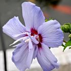 Hibiskusblüte