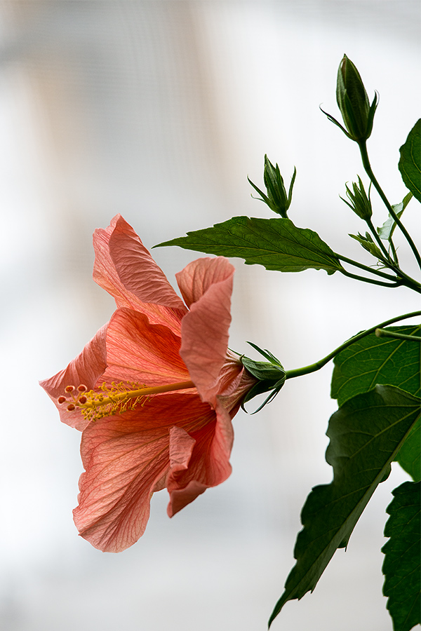 Hibiskusblüte