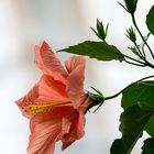 Hibiskusblüte