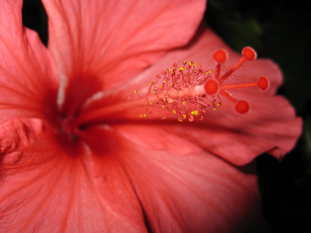 Hibiskusblüte