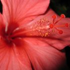 Hibiskusblüte