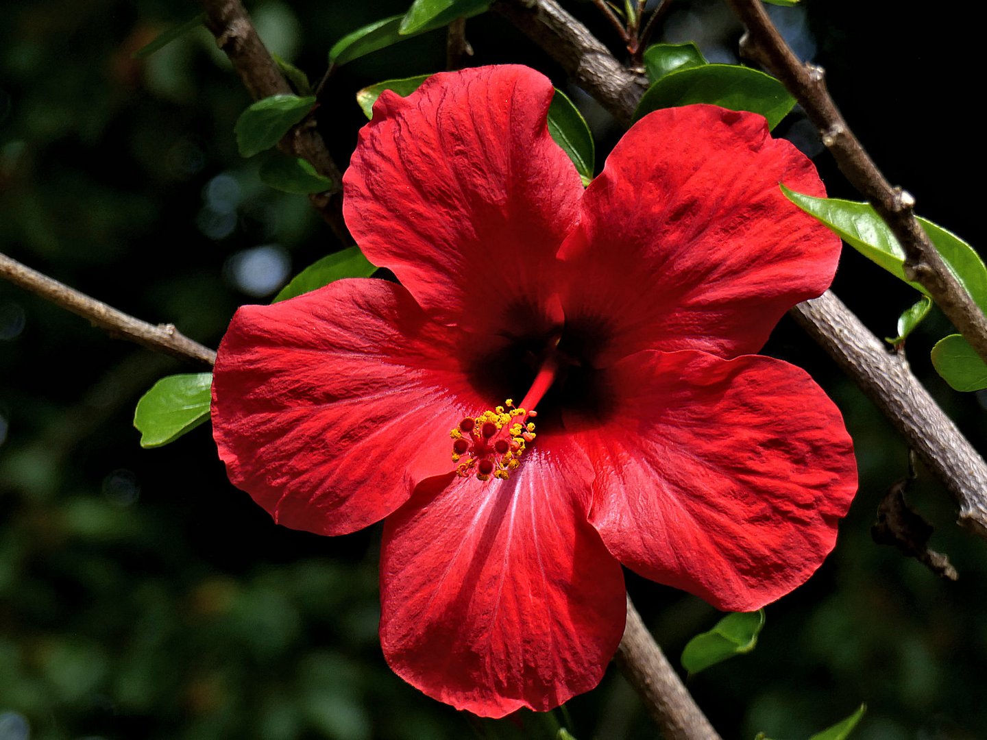 Hibiskusblüte