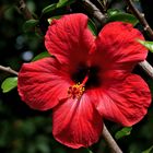 Hibiskusblüte