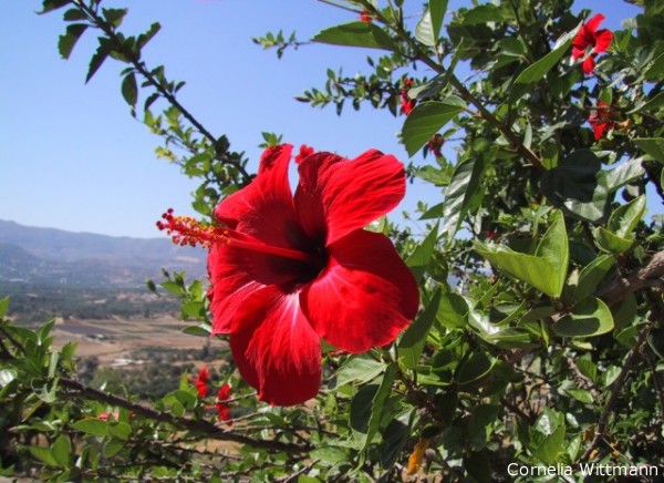 Hibiskusblüte