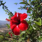 Hibiskusblüte