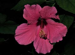 Hibiskusblüte