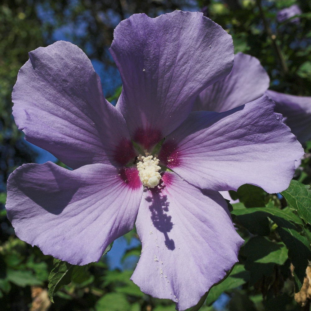 Hibiskusblüte