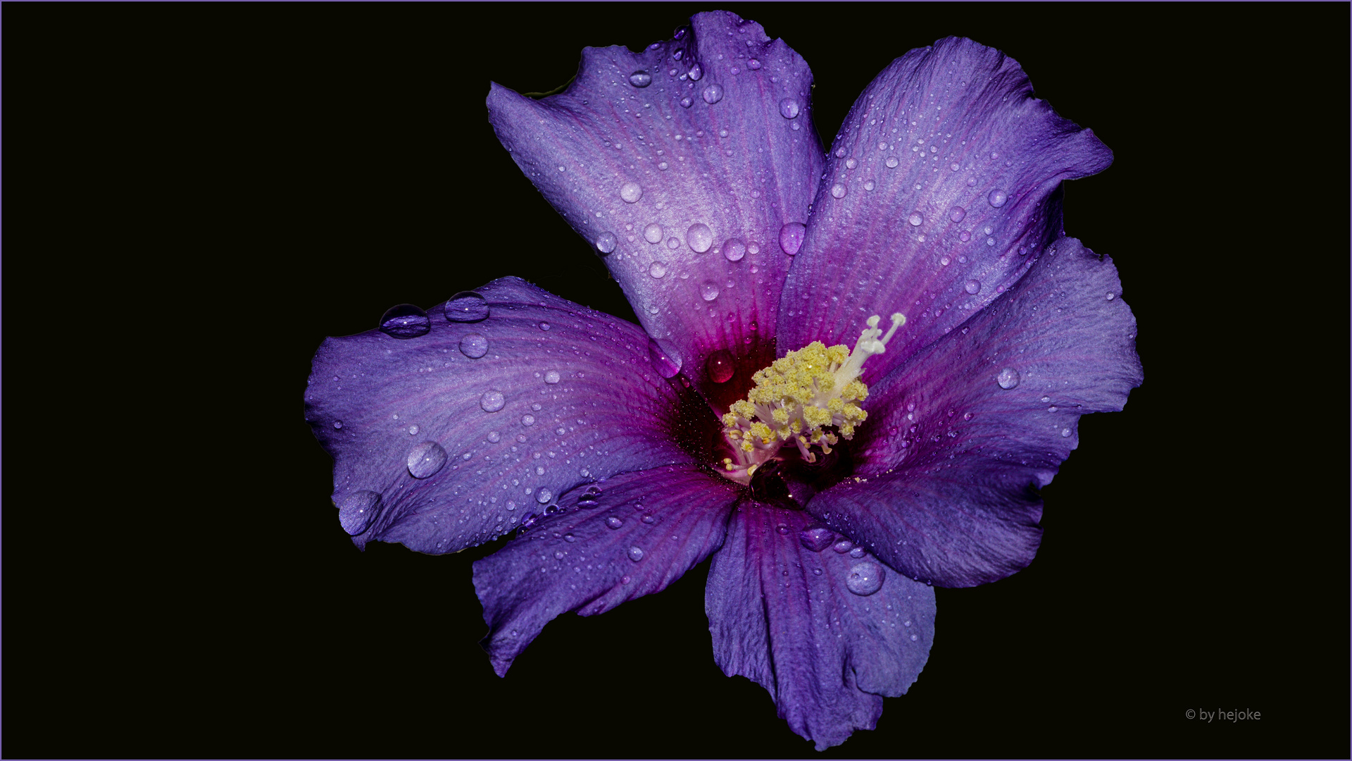 Hibiskusblüte 5