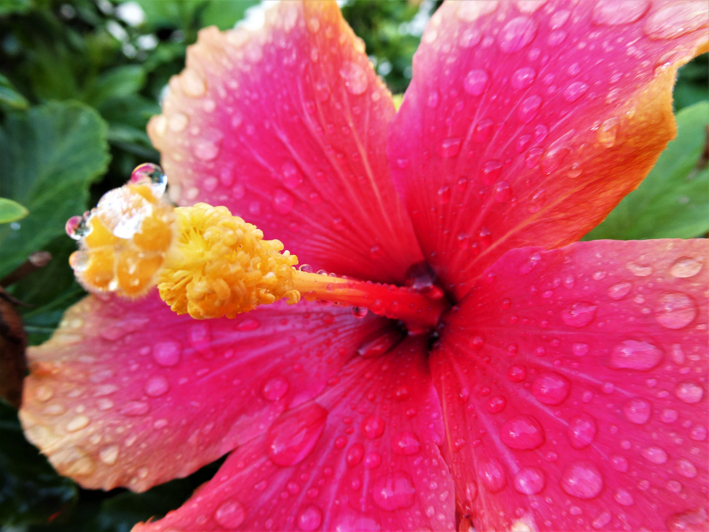 Hibiskusblüte