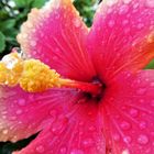 Hibiskusblüte