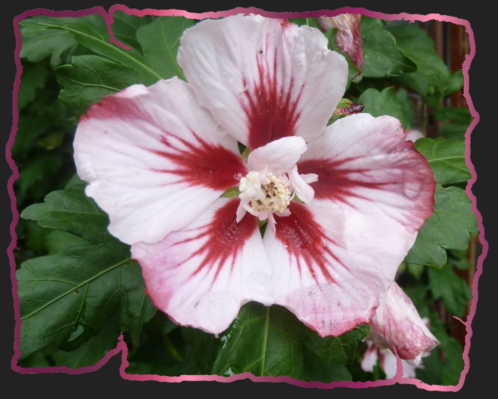 Hibiskusblüte