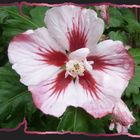 Hibiskusblüte