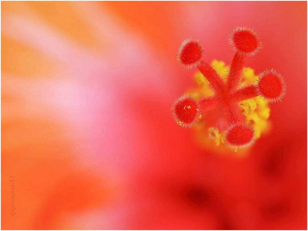 hibiskusblüte ....