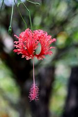 Hibiskusblüte