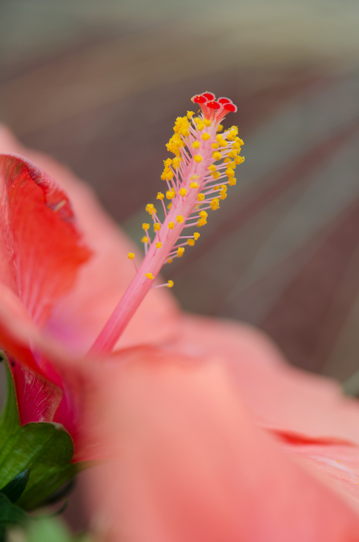 Hibiskusblüte