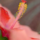 Hibiskusblüte