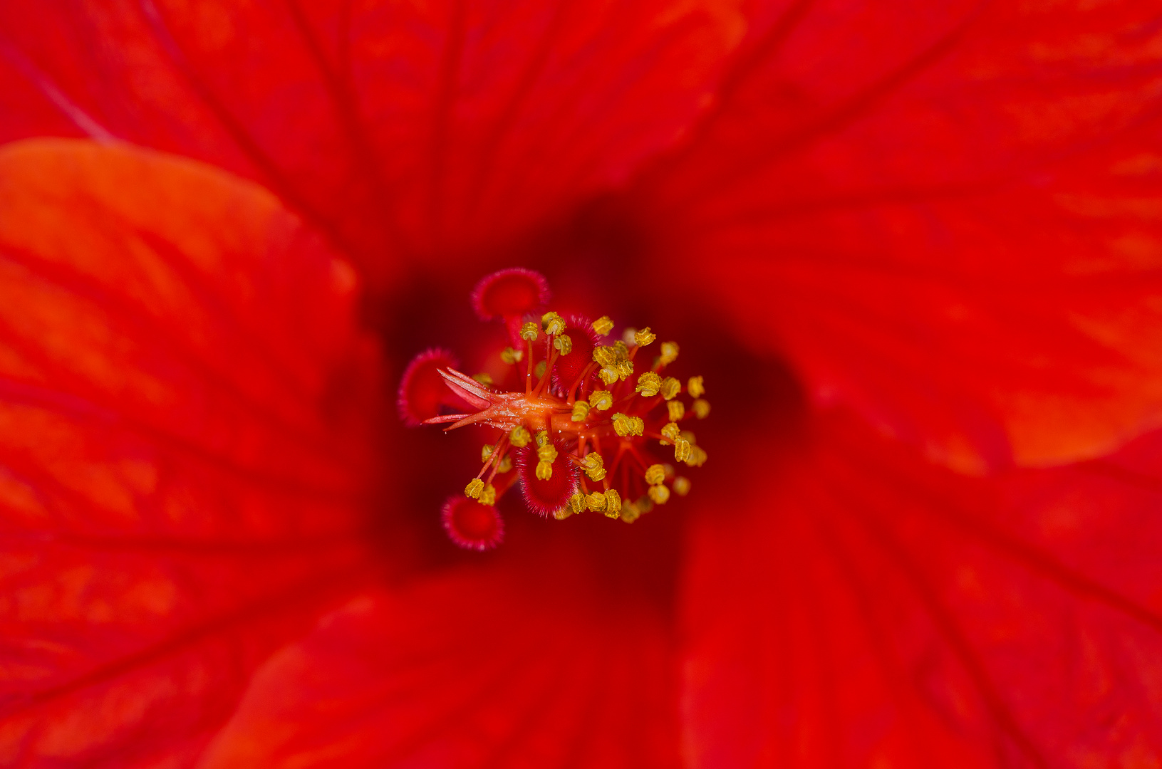 Hibiskusblüte