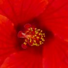 Hibiskusblüte