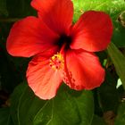 Hibiskusblüte