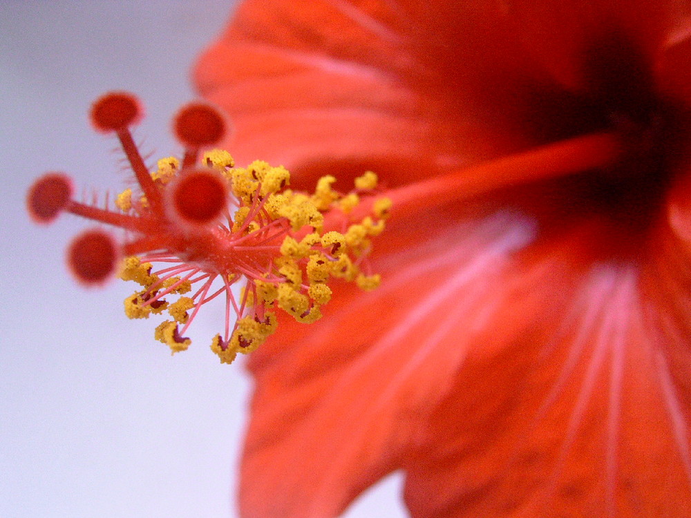 Hibiskusblüte