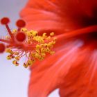 Hibiskusblüte