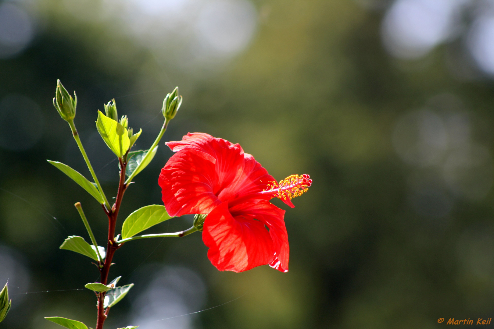 Hibiskusblüte