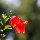 Hibiskusblüte