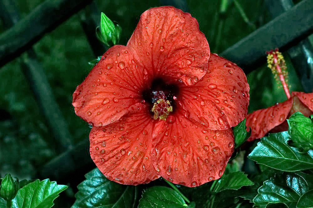 Hibiskusblüte