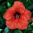 Hibiskusblüte