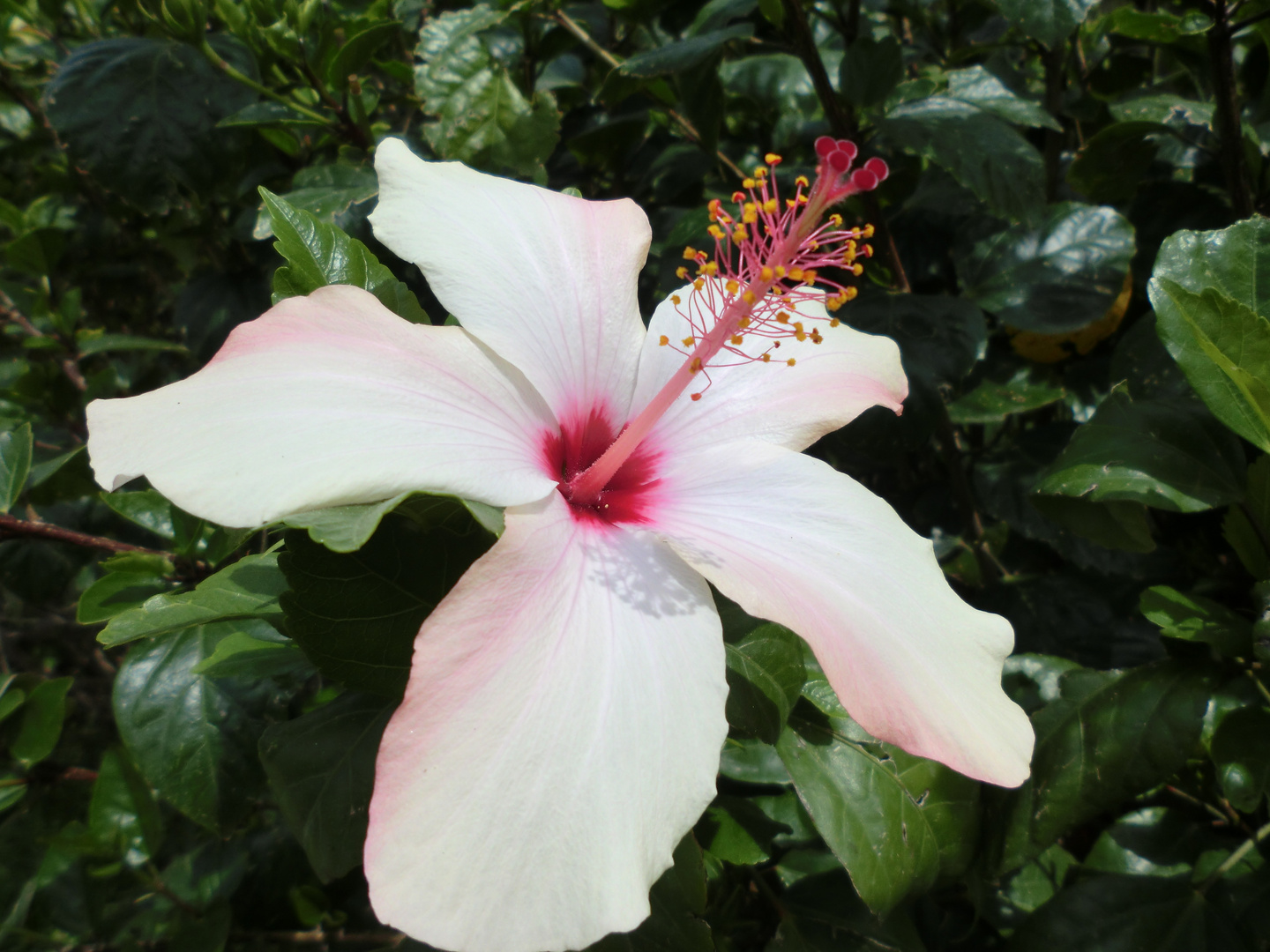 Hibiskusblüte