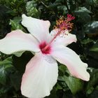 Hibiskusblüte